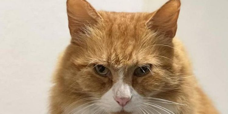 Bazı kediler süpermarketlerde ikamet eder; bazıları ikinci evi olarak bir hastaneyi seçer. İnsanlara garip gelse de bazı kediler hemen her istediği yere gidebiliyor.