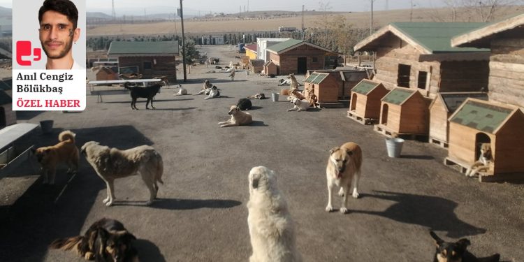 Şiddet ortamında sevgiyi örmek: Patili Köy örneği