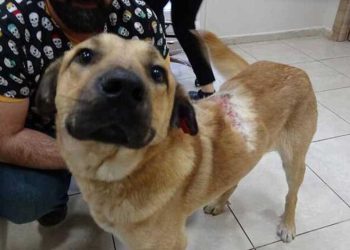 Sokak köpeğine kaynar suyla saldırı