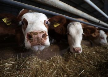 Maliyetlerinin artması çiğ süt üreticilerini zora sokuyor. “Bu şartlarda işletmemizin dönmesi imkânsız” diye haykıran çiftçilerden bir kısmı çareyi hayvanlarını kesime göndermekte buluyor. Resmi veriler de süt üretiminde son aylarda yaşanan düşüşü ortaya koyuyor.