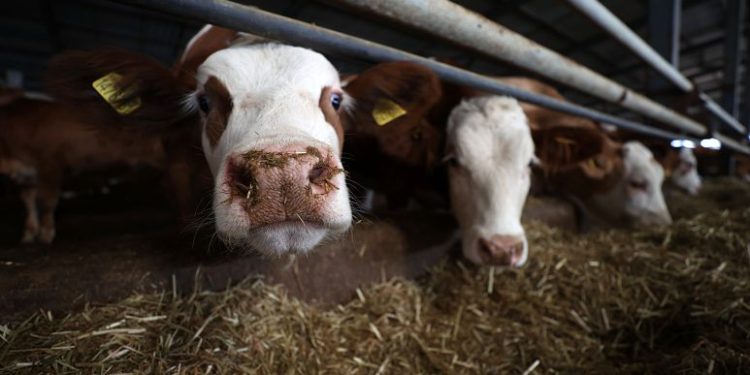 Maliyetlerinin artması çiğ süt üreticilerini zora sokuyor. “Bu şartlarda işletmemizin dönmesi imkânsız” diye haykıran çiftçilerden bir kısmı çareyi hayvanlarını kesime göndermekte buluyor. Resmi veriler de süt üretiminde son aylarda yaşanan düşüşü ortaya koyuyor.