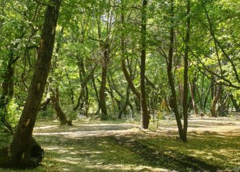 TOKİ için ranta açıldı: Ormanı betona gömecekler