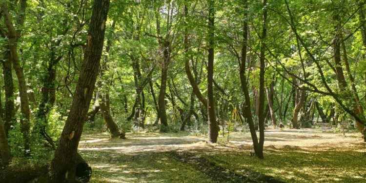 TOKİ için ranta açıldı: Ormanı betona gömecekler