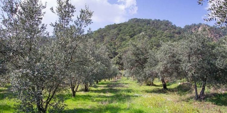 Tartışmalı madde geri çekildi: Zeytinlikler şimdilik kurtuldu
