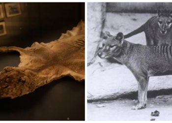 Tazmanya kaplanının 85 yıldır kayıp olduğu düşünülen kalıntıları, deponun dolabında bulundu