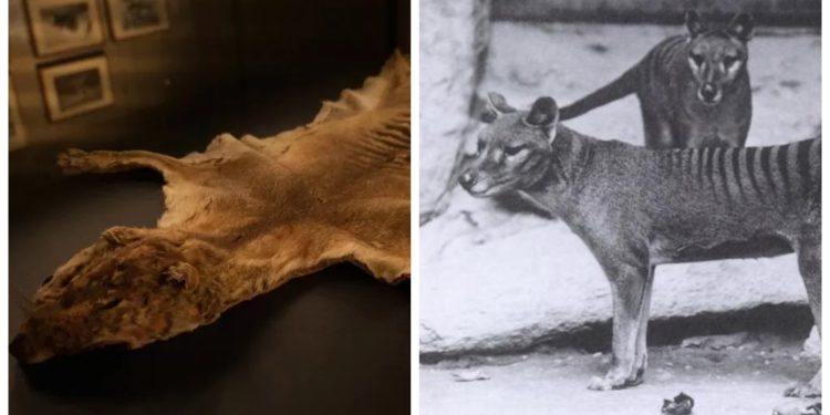 Tazmanya kaplanının 85 yıldır kayıp olduğu düşünülen kalıntıları, deponun dolabında bulundu
