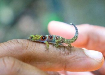 Union Adası'nın, kamuflaj kılıklarını çekmiş, öz savunma eğitiminden geçmiş doğa bekçileri bu mücadeleye hazır görünüyor.