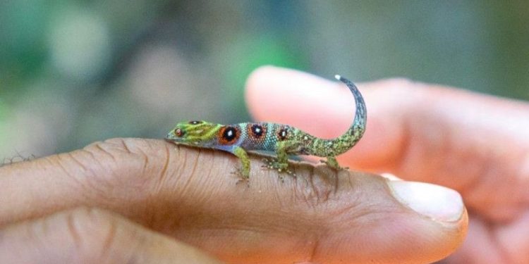 Union Adası'nın, kamuflaj kılıklarını çekmiş, öz savunma eğitiminden geçmiş doğa bekçileri bu mücadeleye hazır görünüyor.