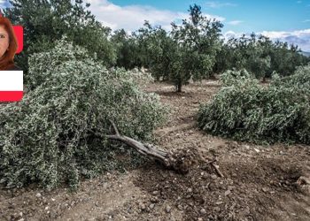 Üretimde rekor kıran  zeytinlikler, bir kez daha  madenciden kurtarıldı