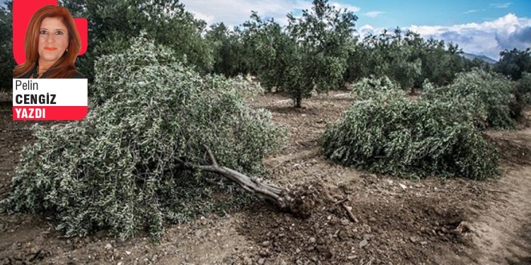 Üretimde rekor kıran zeytinlikler, bir kez daha madenciden kurtarıldı