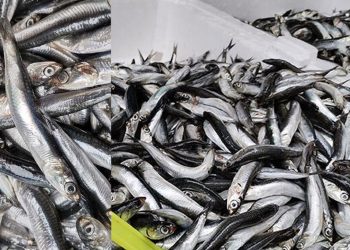 Uzmanlardan çağrı: Karadeniz'de hamsi avcılığı bir ay yasaklanmalı