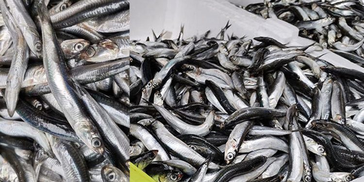 Uzmanlardan çağrı: Karadeniz'de hamsi avcılığı bir ay yasaklanmalı