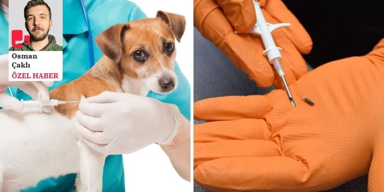 Veteriner hekimleri uyardı: Evcil hayvanlara mikroçip taktıramayanlar beyanname vermeli