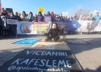 Sokak Hayvanları İçin Bakımevi ve Kısırlaştırma Talebi