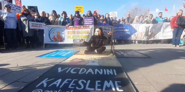 Sokak Hayvanları İçin Bakımevi ve Kısırlaştırma Talebi