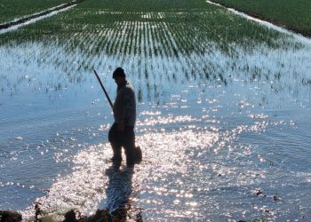 Türkiye’de kuraklık çiftçiyi kış ortasında sulama yapmak zorunda bırakıyor