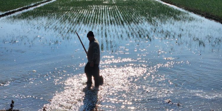 Türkiye’de kuraklık çiftçiyi kış ortasında sulama yapmak zorunda bırakıyor