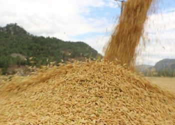 2022'de dünyada gıda fiyatları yüzde 1 geriledi, Türkiye'de yüzde 77 arttı