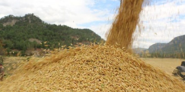 2022'de dünyada gıda fiyatları yüzde 1 geriledi, Türkiye'de yüzde 77 arttı