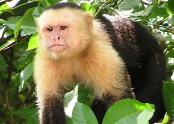 50 bin yıllık taş aletleri insanların değil maymunların yaptığı ortaya çıktı