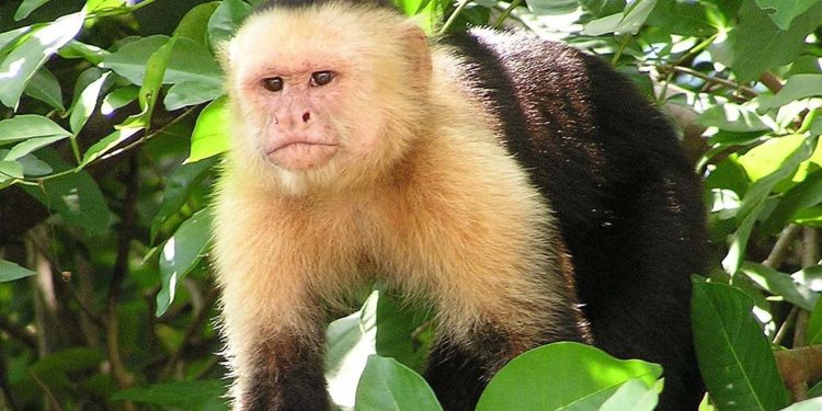 50 bin yıllık taş aletleri insanların değil maymunların yaptığı ortaya çıktı