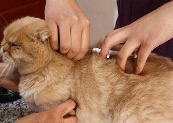 6 milyon hayvandan sadeceyüzde 25'i çiplendi: 'Sokağa terk edilmeler asıl şimdi başlayacak'