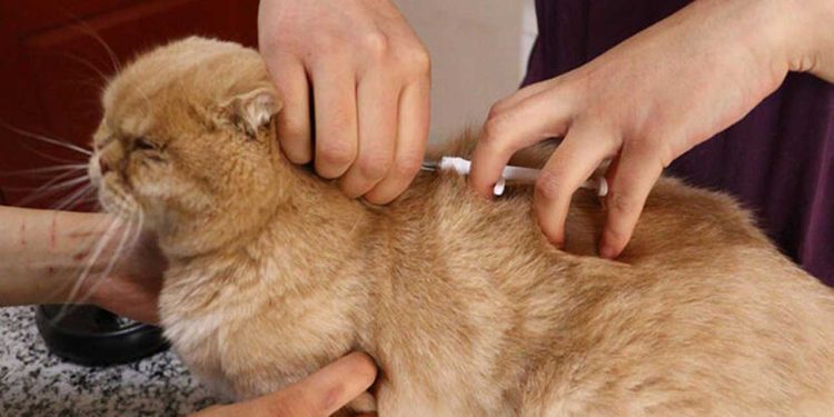 6 milyon hayvandan sadeceyüzde 25'i çiplendi: 'Sokağa terk edilmeler asıl şimdi başlayacak'