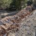 Beytepe Kampüsü’nde ormanlık alana kamera takılıyor