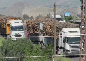 Ağaç kıyımına karşı çıkan kişiye ‘tapun iptal edilir’ tehdidi