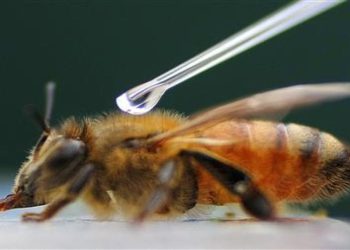 Bal arıları için geliştirilen aşıya ilk kez onay verildi