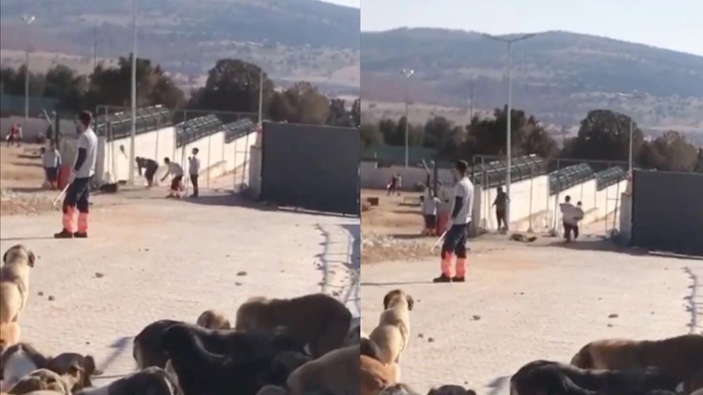 Barınakta köpeği katleden sanıkların tahliyesine tepki