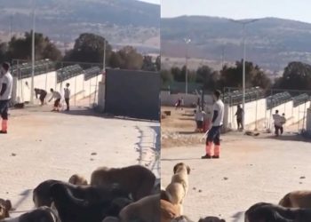 Barınakta köpeği katleden sanıkların tahliyesine tepki