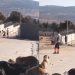 Barınakta köpeği katleden sanıkların tahliyesine tepki