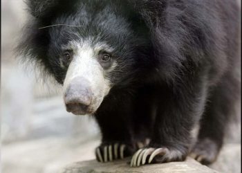 Belçika'da havaalanındaki uçakta bırakılan üç tembel ayı soğuktan donarak öldü