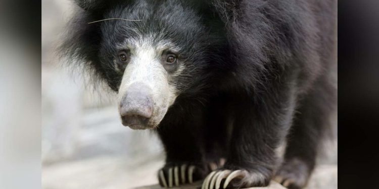 Belçika'da havaalanındaki uçakta bırakılan üç tembel ayı soğuktan donarak öldü