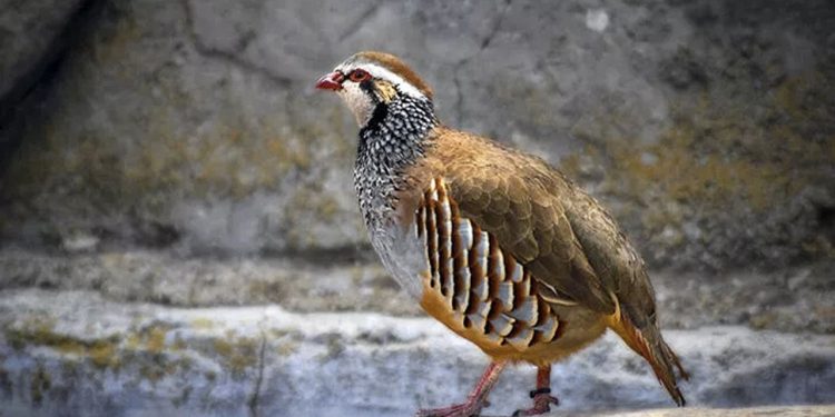 Binlerce keklik öldürülme riskiyle karşı karşıya