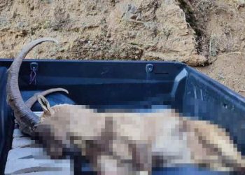 Bir yaban keçisi daha ‘kaçak avcı’ kurbanı