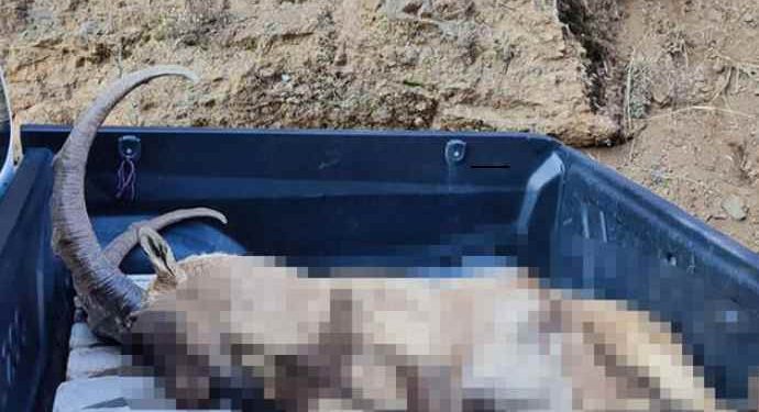 Bir yaban keçisi daha ‘kaçak avcı’ kurbanı