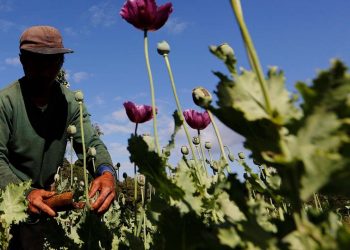 Birleşmiş Milletler: Myanmar'daki darbeden sonra afyon üretimi patladı