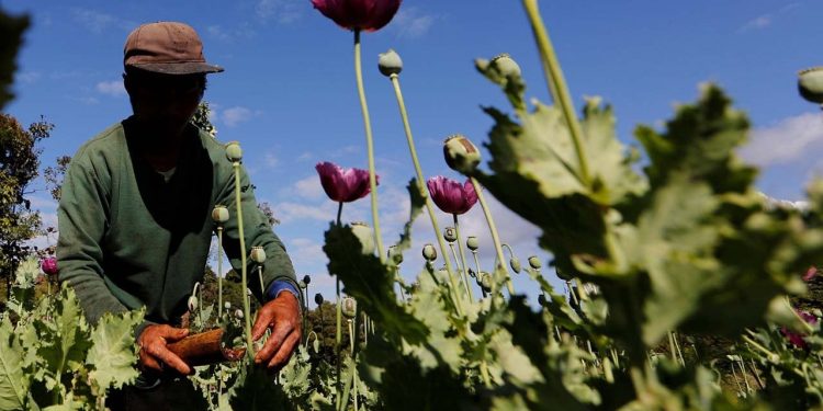 Birleşmiş Milletler: Myanmar'daki darbeden sonra afyon üretimi patladı