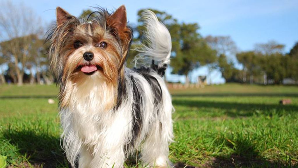 Çaldıkları köpeğin sahibini arayıp para istediler