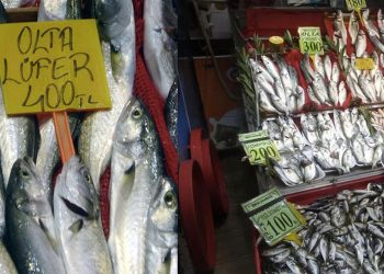 Çanakkale'de 'denizin prensi' lüferin kilosu tezgahta 400 TL