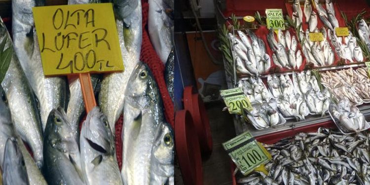 Çanakkale'de 'denizin prensi' lüferin kilosu tezgahta 400 TL