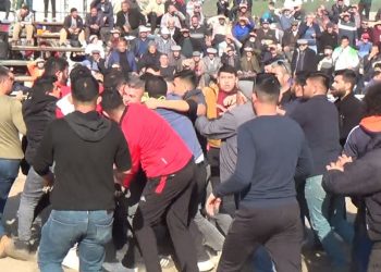 Develer güreşti, sahipleri yumruklaştı