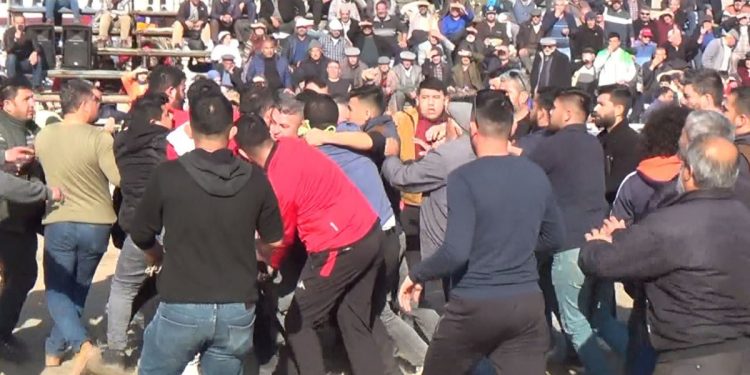 Develer güreşti, sahipleri yumruklaştı