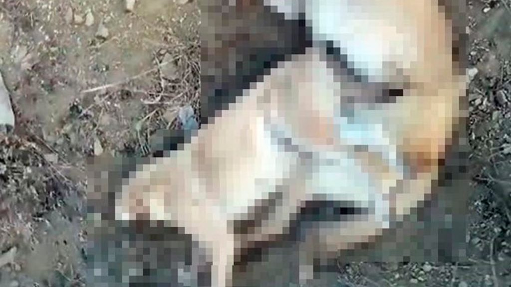 Elazığ’da 5 köpek zehirlenerek öldürüldü