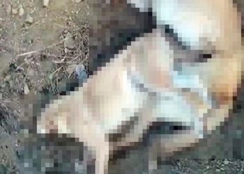 Elazığ’da 5 köpek zehirlenerek öldürüldü