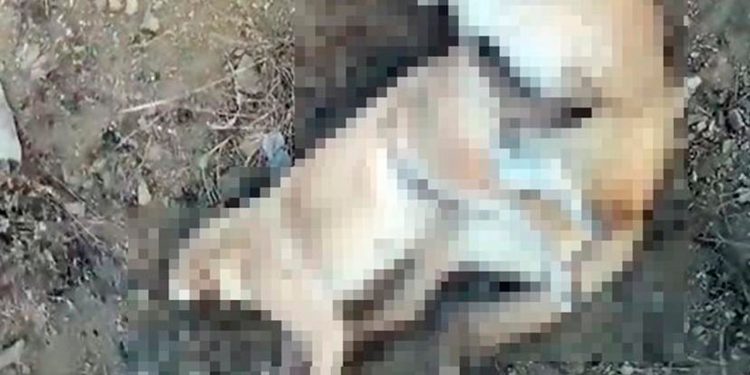 Elazığ’da 5 köpek zehirlenerek öldürüldü