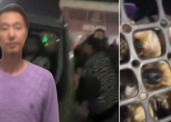 Esenyurt'ta köpeğe şiddet uygulayan kişiye tepki