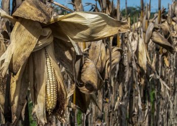Dünyada gıda fiyatları geçtiğimiz yıl kayıtlardaki en yüksek seviyeye ulaştı.